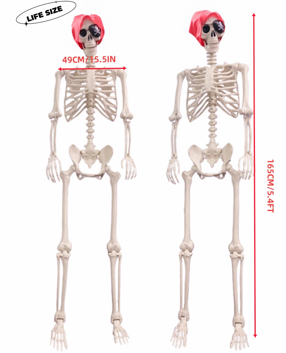 Life Size Posable Skeleton Decoration S76946