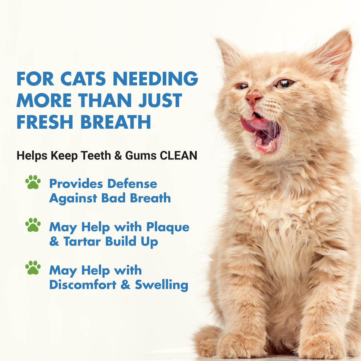 Cat Teeth Cleaning Dental Care Q657922