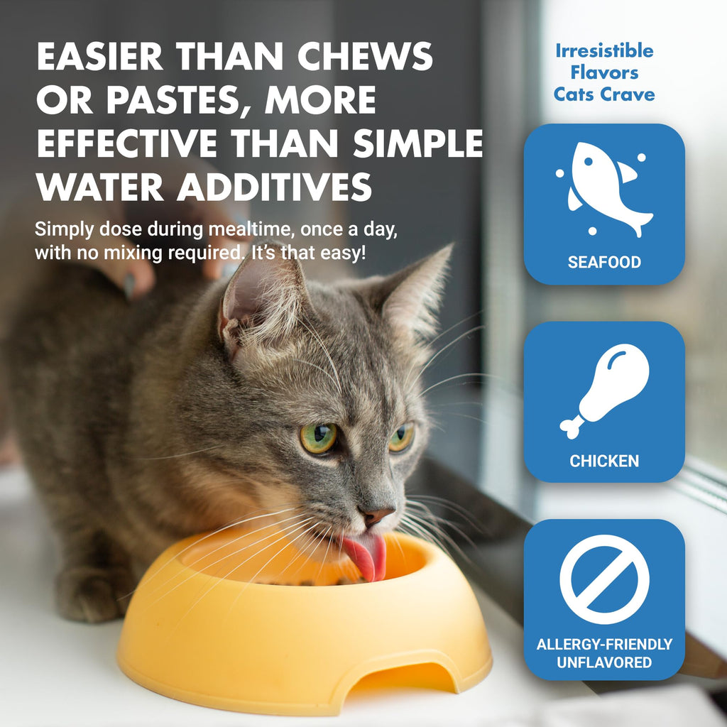 Cat Teeth Cleaning Dental Care Q657922