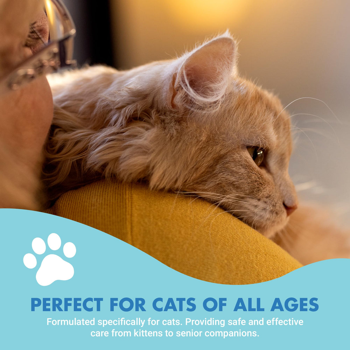 Cat Teeth Cleaning Dental Care Q657922
