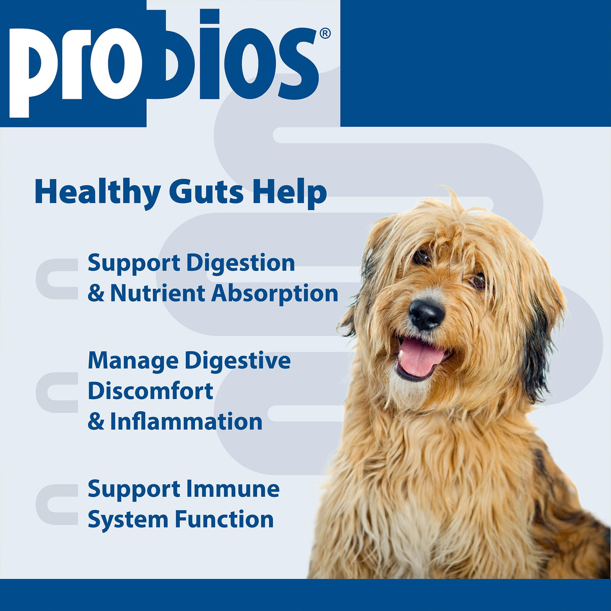 Digestive Dog Tabs 45 chewable tablets V874