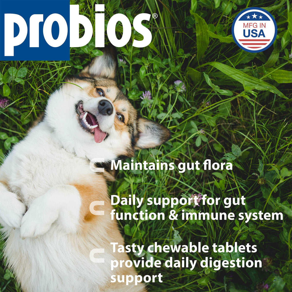 Digestive Dog Tabs 45 chewable tablets V874